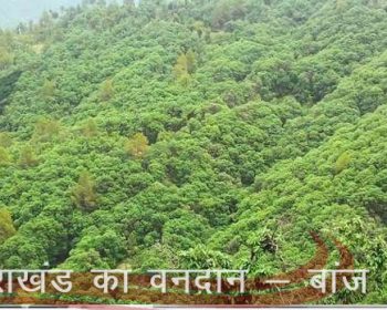 उत्तराखंड का वनदान-बांज वृक्ष