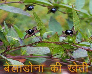 उत्तराखंड मे बैलोडोना की खेती